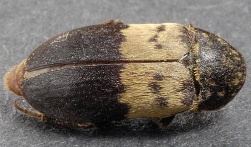 Réf. 16 752 : Dermestes lardarius