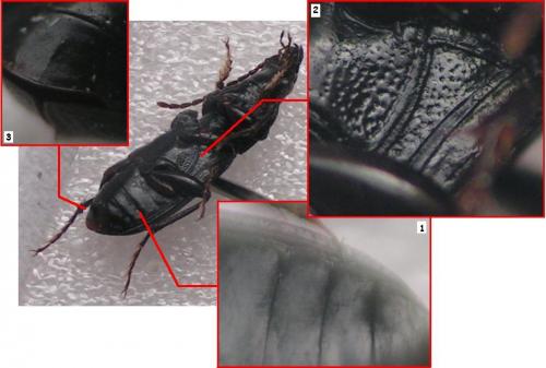 Pterostichus gracilis