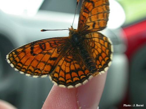 Melitaea parthenoides