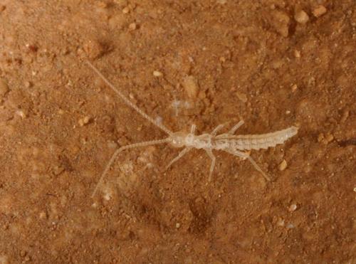 Litocampa sollaudi