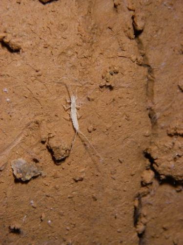 Plusiocampa sp.