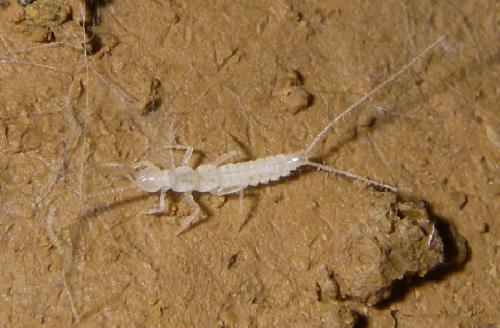 Plusiocampa sp.