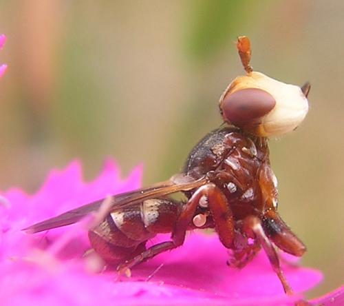 Myopa sp.