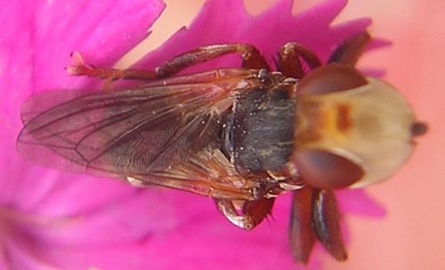 Myopa sp.