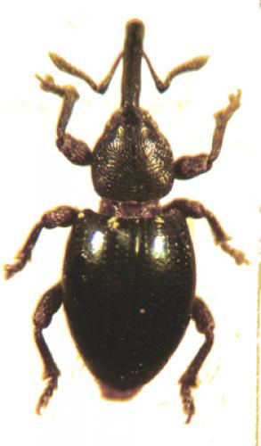 Réf. 16 916 : Smicronyx sp.