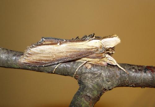 Réf. 16 067 : Cucullia verbasci