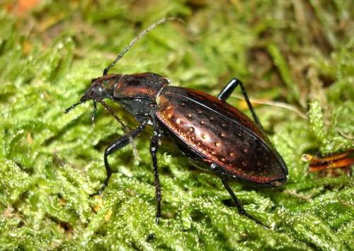 Réf. 16 396 : Carabus rutilans