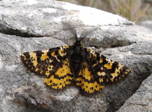 Eurranthis plummistaria