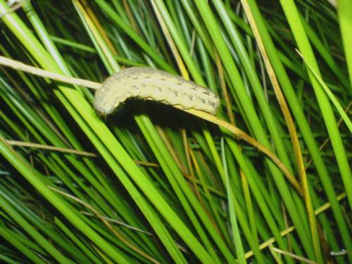 Noctua pronuba