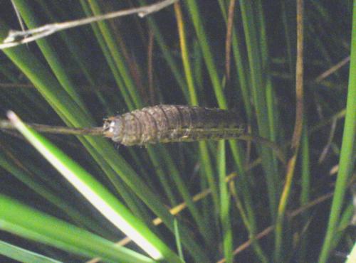 Noctua pronuba