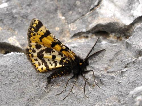 Réf. 16 682 : Eurranthis plummistaria