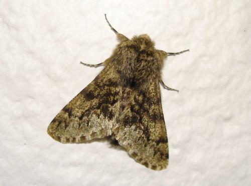 Réf. 16 817 : Apocheima hispidaria
