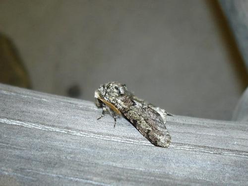 Réf. 16 929 : Biston strataria