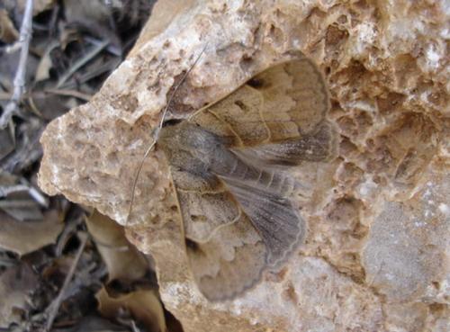 Minucia lunaris