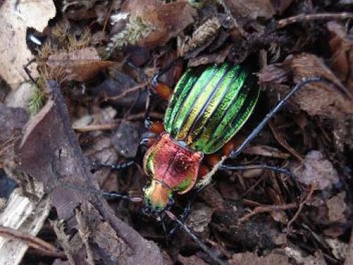 Carabus auronitens auronitens