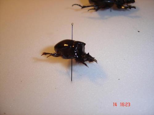 Dichotomius boreus