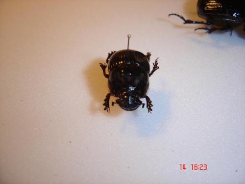 Dichotomius boreus
