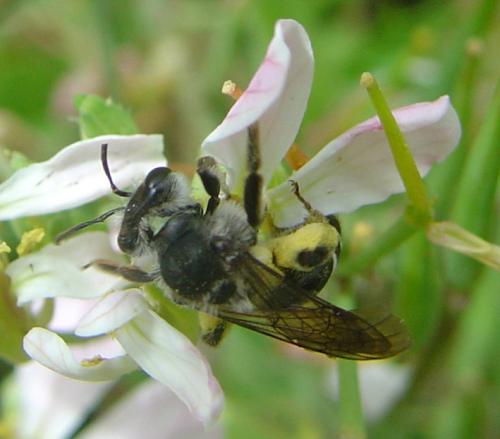 Andrena vetula