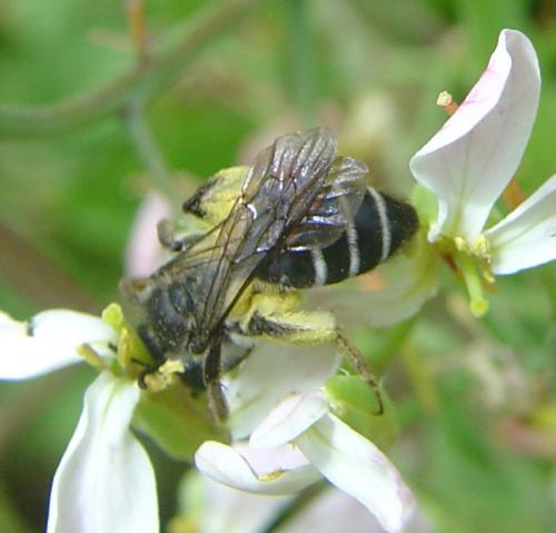 Andrena vetula