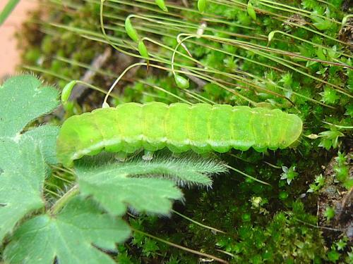 Phlogophora meticulosa