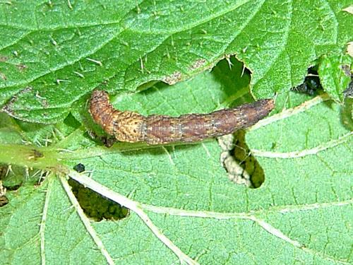 Idaea straminata