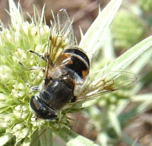 Eristalis arbustorum