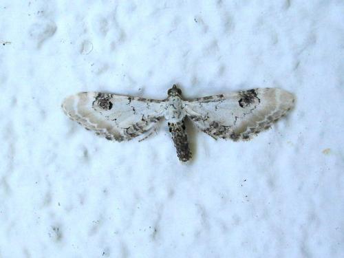 Eupithecia centaureata