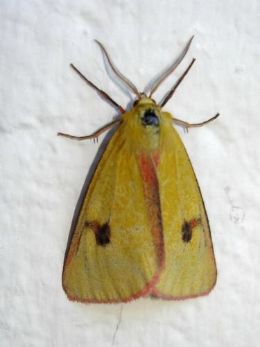Diacrisia sannio