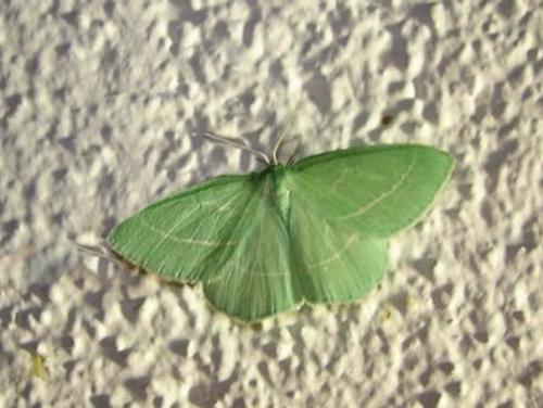 Hemistola chrysoprasaria