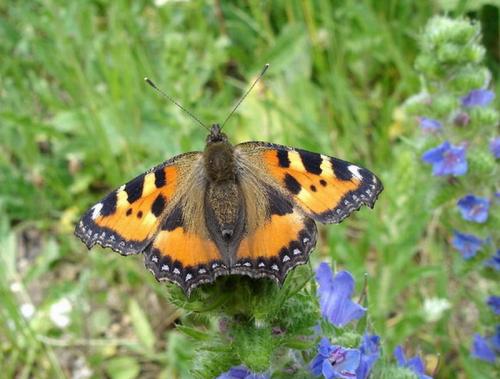 photo de papillon