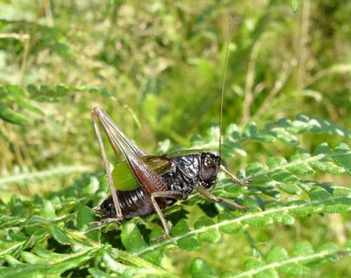Zeuneriana abbreviata