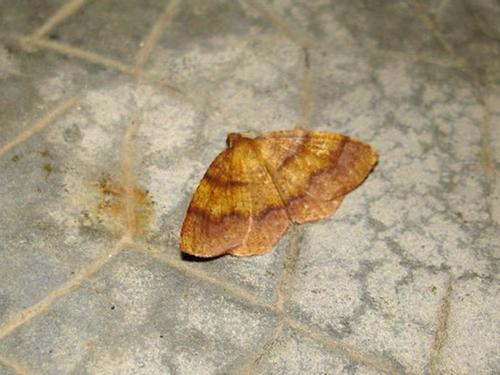 Plagodis pulveraria
