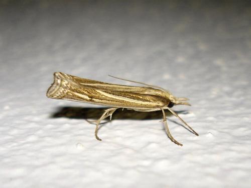 Réf. 16 457 : Ancylolomia tentaculella
