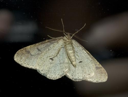 Agriopis marginaria