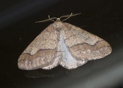 Agriopis marginaria