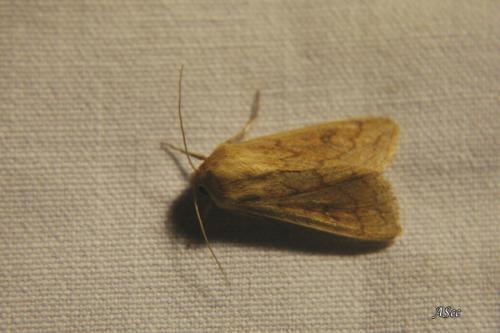 Mythimna vitellina