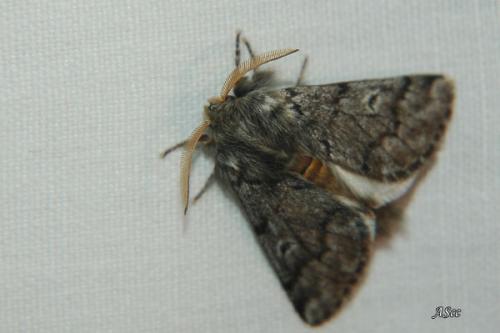 Thaumetopoea pityocampa