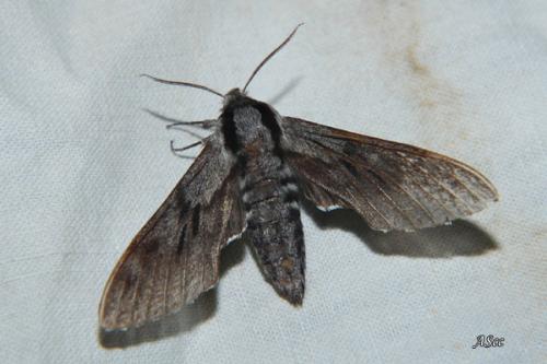Réf. 16 281 : Sphinx sp.