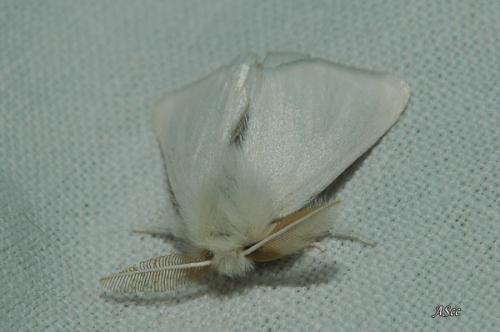 Euproctis sp.