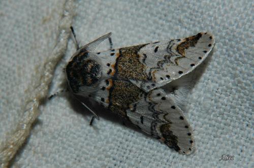 Furcula furcula