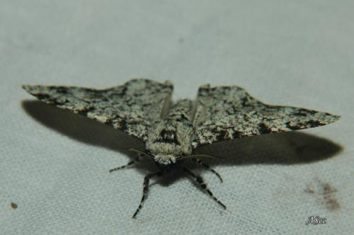 Biston betularia