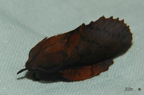 Gastropacha quercifolia