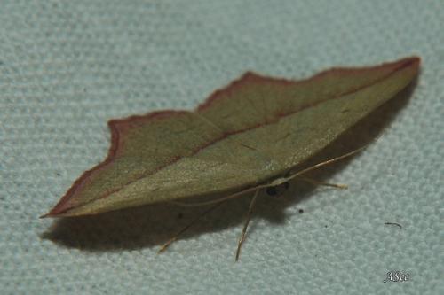 Timandra comae