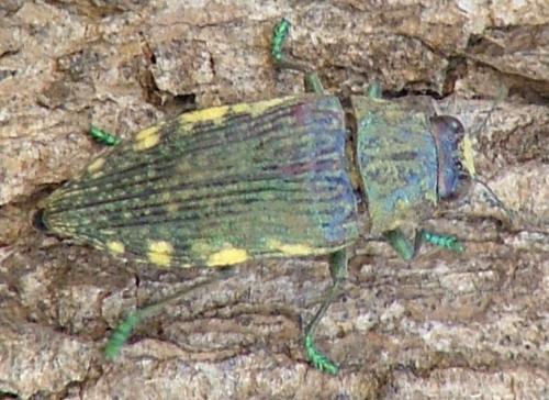 Polybothris sp.