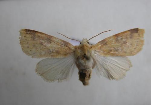 Réf. 16 675 : Xanthia icteritia