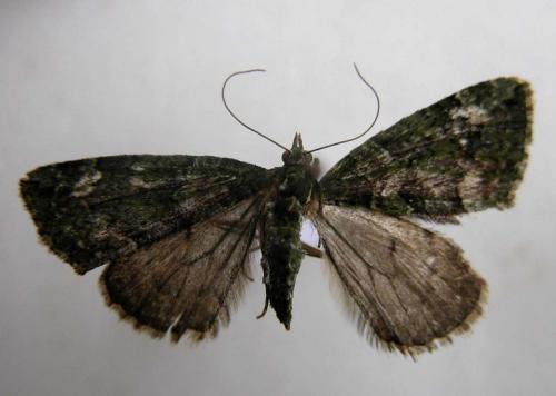 Chloroclysta siterata