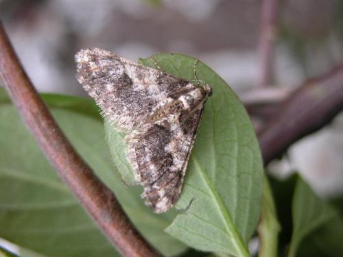 Agriopis leucophaearia