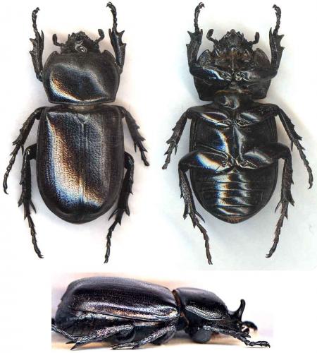 Rhizoplatodes castaneipennis