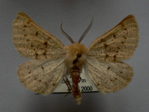 Dyscia lentiscaria