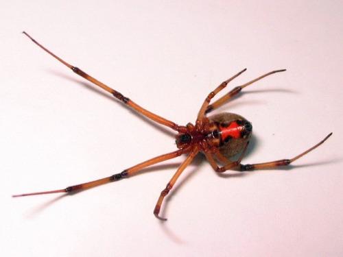 Réf. 16 202 : Latrodectus geometricus